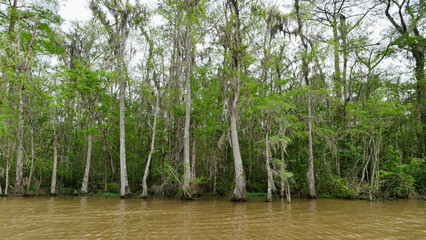 View from a tourist boat of cypress trees draped in Spanish moss in Southern Louisiana Wetlands, Louisiana, USA	