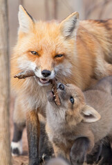 Fototapeta premium Red fox