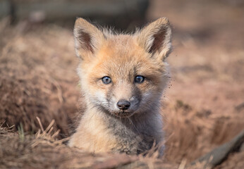 Fototapeta premium Red fox