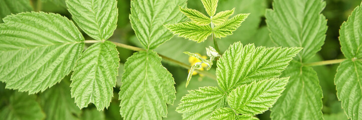 Lush green raspberry leaves with delicate yellow flowers in natural sunlight.