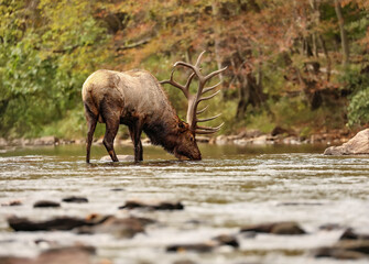 Magnificent Peaceful Elk Drinking From the River 