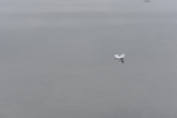White feather on the surface of the water in the evening 