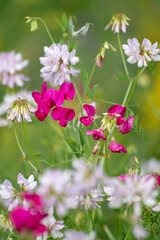 pink and white flowers in the summer meadow