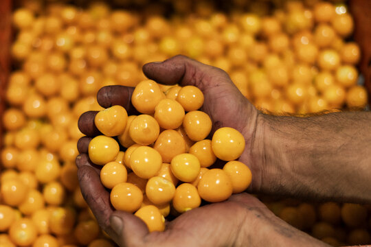 Gooseberry gooseberry (Physalis peruviana) fruits