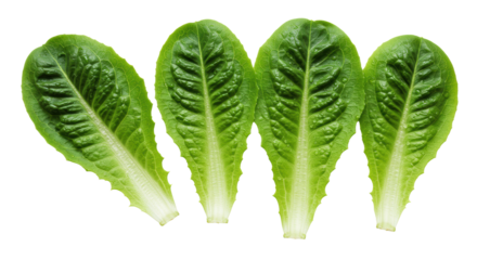 Four fresh, crisp, vibrant emerald green romaine lettuce leaves with intricate venation and water droplets, arranged on a transparent background, concept of healthy pure produce