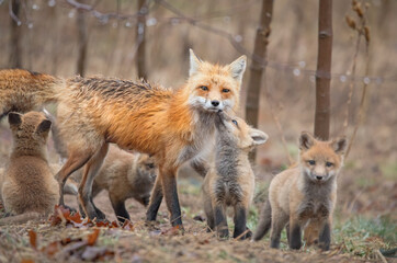 Red fox