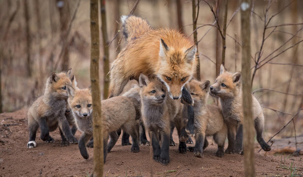 Red fox