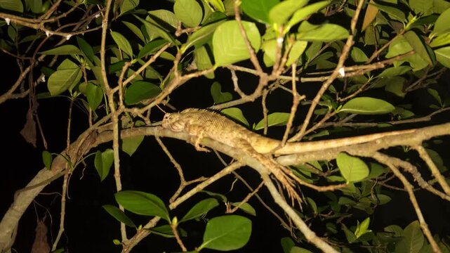 Indian Garden Lizard Calotes versicolor resting on a tree branch in its natural habitat. Illuminated with a flashlight, this close-up wildlife clip showcases the reptile's natural camouflage