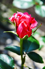 Close-up of a delicate, pink rose blooming on a bush among green leaves on a sunny day. The bright flower petals contrast with the greenery and soft blurred background