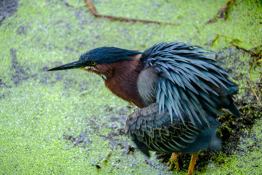 green heron