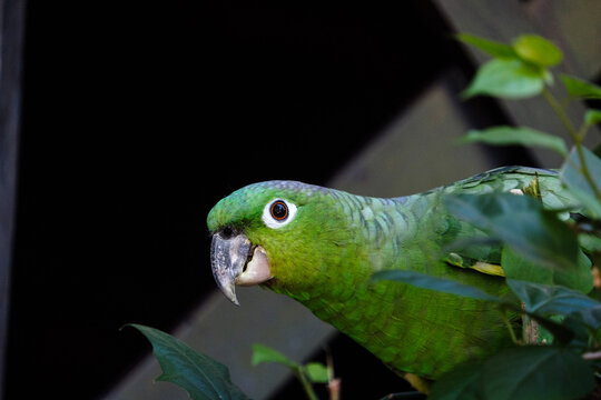green parrot on a branch