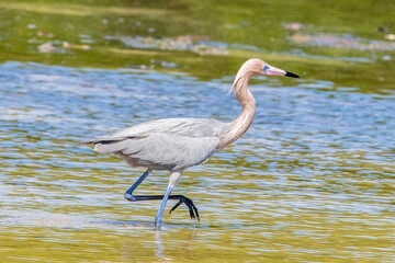 Dark-morph Adult Reddish Egret (Egretta rufescens) on the hunt