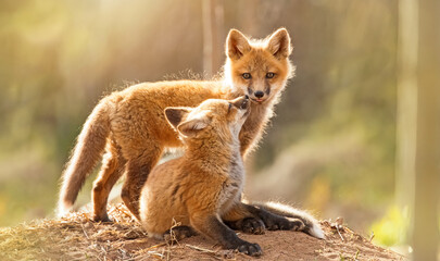 Fototapeta premium Red fox