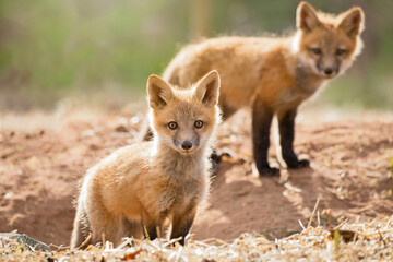 Fototapeta premium Red fox