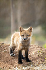 Red fox