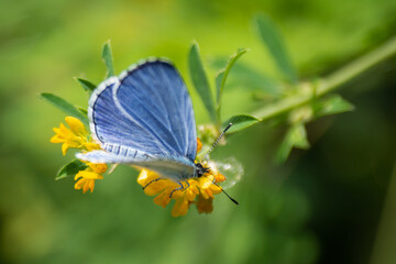 blue butterfly on a flower