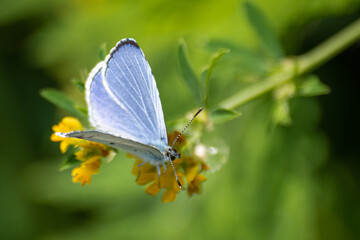 blue butterfly on a flower