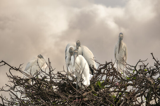 Woodstorks in a tree