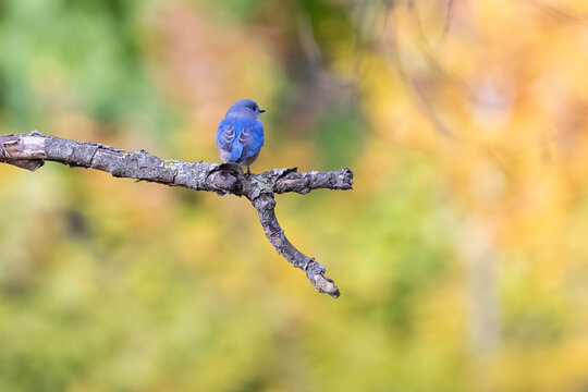 eastern bluebird (Sialia sialis) in autumn - Powered by Adobe