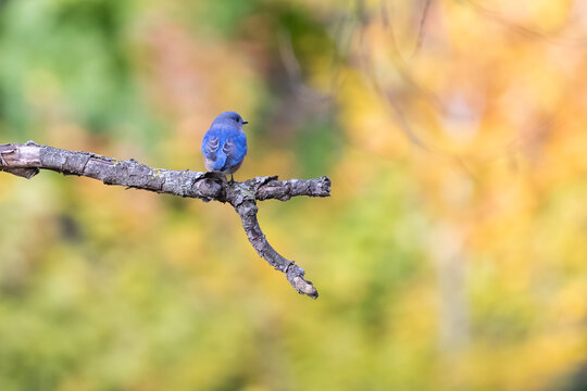 eastern bluebird (Sialia sialis) in autumn