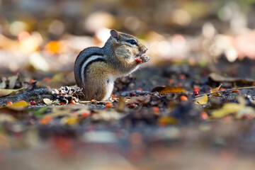 Eastern chipmunk (Tamias striatus) in autumn