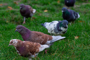 A lot of pigeons are looking for food in the grass. Birds in the city.