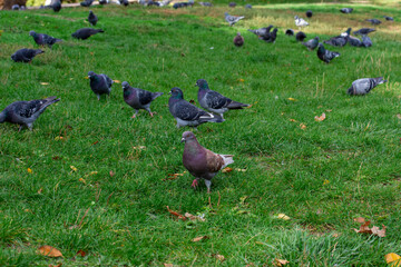A lot of pigeons are looking for food in the grass. Birds in the city.