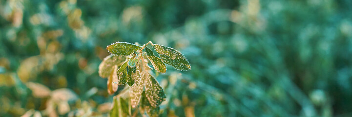 Close-up of dew-covered green leaves in a sunlit garden.