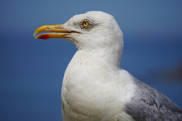 Portrait d'un Goéland, en bord de mer