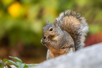 eastern gray squirrel (Sciurus carolinensis)