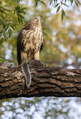 Red-shouldered hawk (Buteo lineatus) perches on a tree branch, clutching a squirrel in its talons. The scene is set against a backdrop of lush foliage