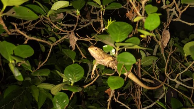 Indian Garden Lizard Calotes versicolor resting on a tree branch in its natural habitat. Illuminated with a flashlight, this close-up wildlife clip showcases the reptile's natural camouflage