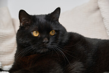 A sleek black cat with vivid yellow eyes lounges on pale cushions. Cozy, serene indoor setting, highlighting the cat’s elegance, calmness, and luxurious appearance.