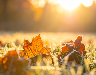 Autumn morning, first light frosts, melting frost on autumn grass and fallen leaves