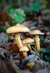 A small group of Hypholoma fasciculare mushrooms growing among fallen leaves in the Bükk Mountains, Hungary. A bright yellow but poisonous fungus common on decaying wood.