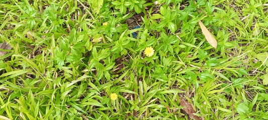 Close-up of Lush Green Lawn with Weeds and Bloom