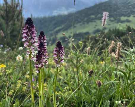 Drei Bl&uuml;ten des Brand-Knabenkraut (Neotinea) in einer Bergwiese in den Chiemgauer Alpen
