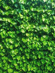 Dense green ivy leaves covering wall, lush natural texture background, bright daylight, fresh foliage pattern, perfect for eco design, nature concepts, and environmental themes.