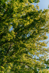Scenic green meadow with trees under a clear blue sky on a sunny day orange autumn