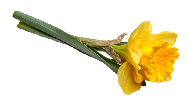 yellow iris flower