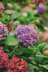 Vibrant Purple and Red Hydrangeas in a Lush Garden