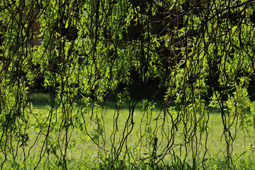 Long cascading willow branches with fresh green leaves hang down like a natural curtain over bright grass