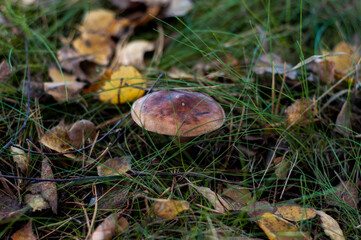 Single wild mushroom in a natural forest setting with grass and foliage during fall season