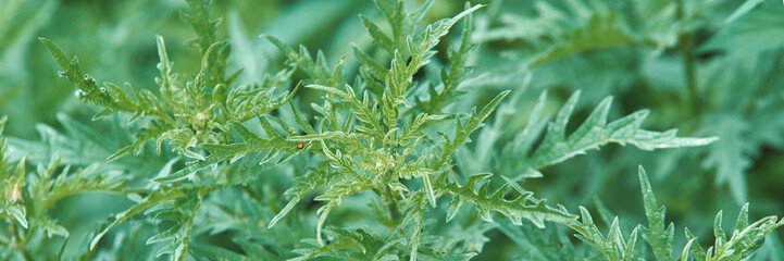 Green foliage of dense ragweed plants with serrated leaves in natural daylight setting.