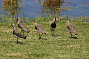 lapwing tero looking at camara