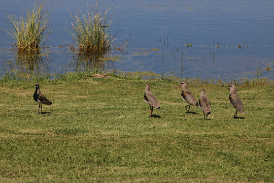 lapwing tero