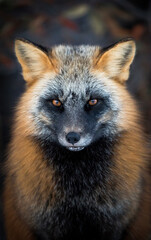 Red fox, cross colour morph. 