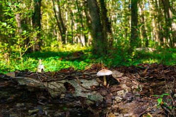 Collybia maculata mushroom in the autumn forest