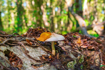 Collybia maculata mushroom in the autumn forest