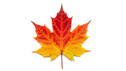 Fototapeta premium Maple Dreams Vector